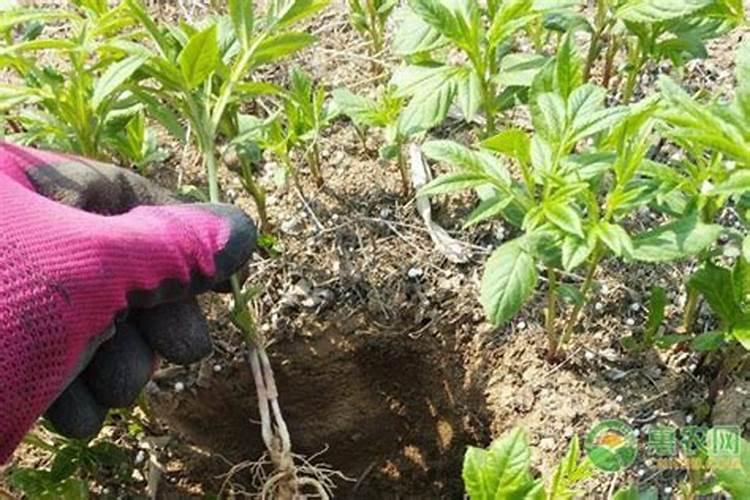 白鲜皮种植技术及亩收益 和野生的有何区别