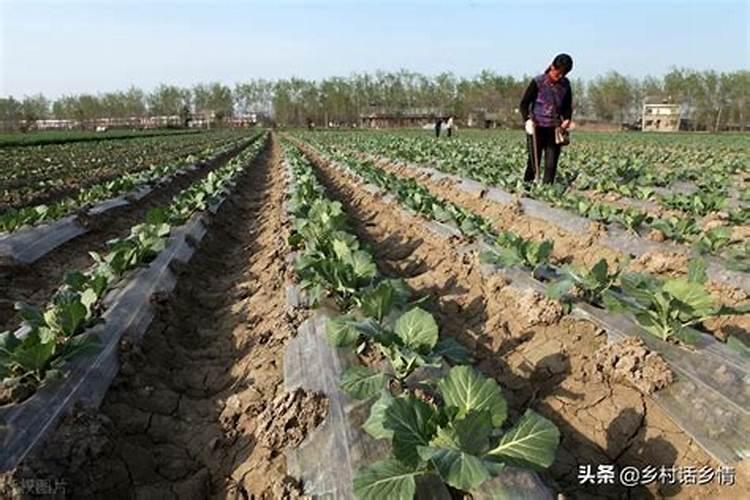 氧化钾能不能使用辣椒田地？