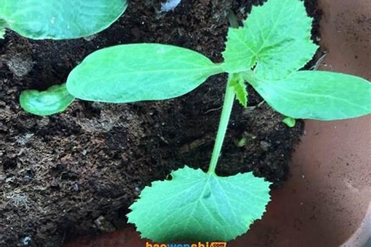 西胡芦苗其管理