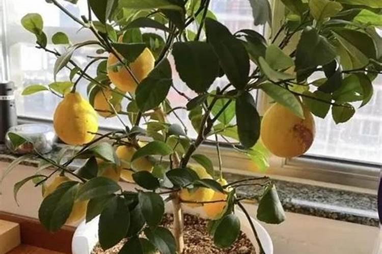 盆栽柠檬树怎么浇水