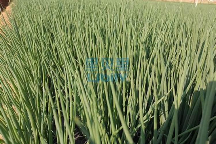 各位老师好,如图小葱正常吗？要怎么样管理？