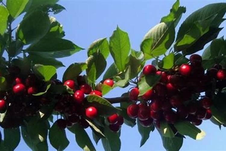 盆栽车厘子施什么肥最好