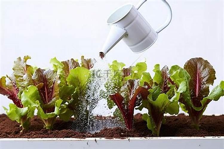 意大利生菜施肥要点