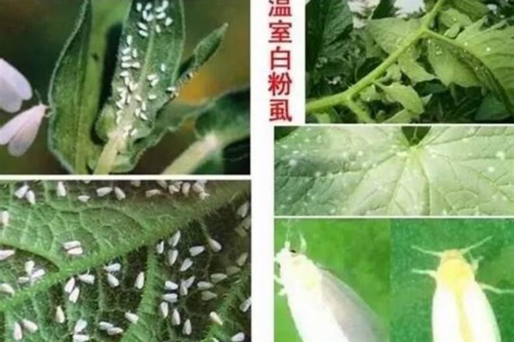 月季花上有白粉虱怎么办