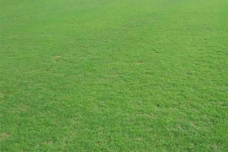 草坪施肥用什么肥料