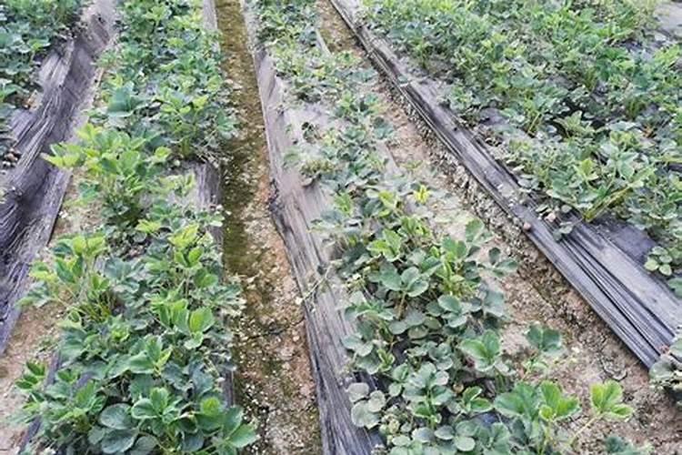 草莓各个时期的施肥方案 什么时候冲高磷肥