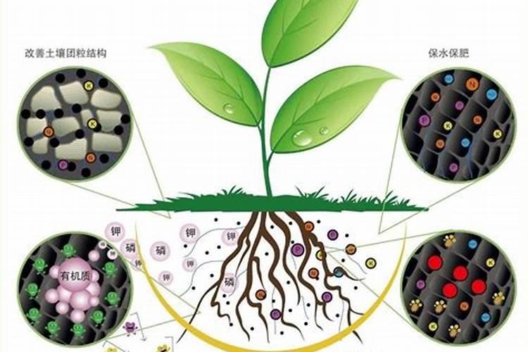 促进植物根系生长的肥料