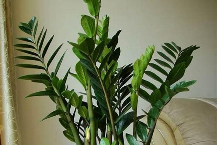 金钱树施什么肥最好