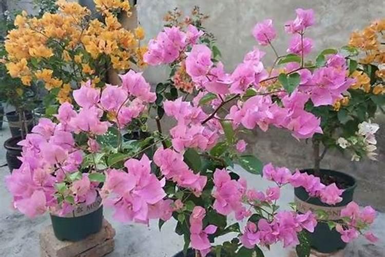 如何让三角梅快速生根