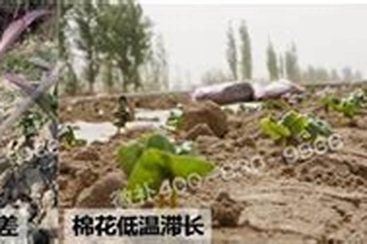 葡萄施钾肥过量的坏处？