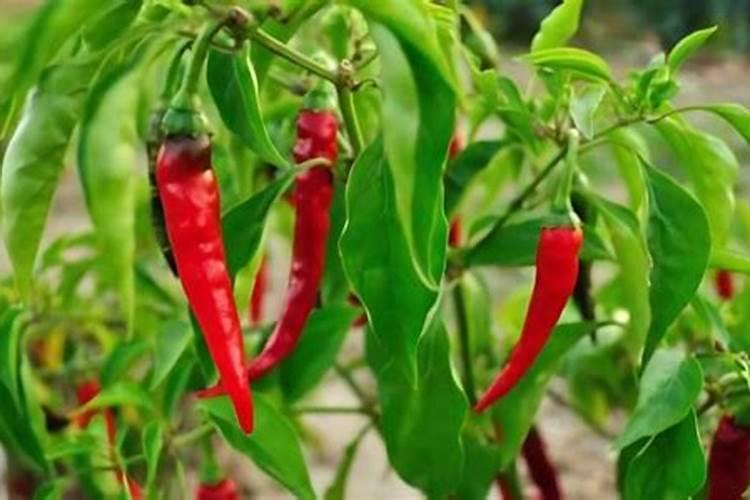 辣椒挂果期追肥用什么肥料好？辣椒结果期施肥用什么肥料？