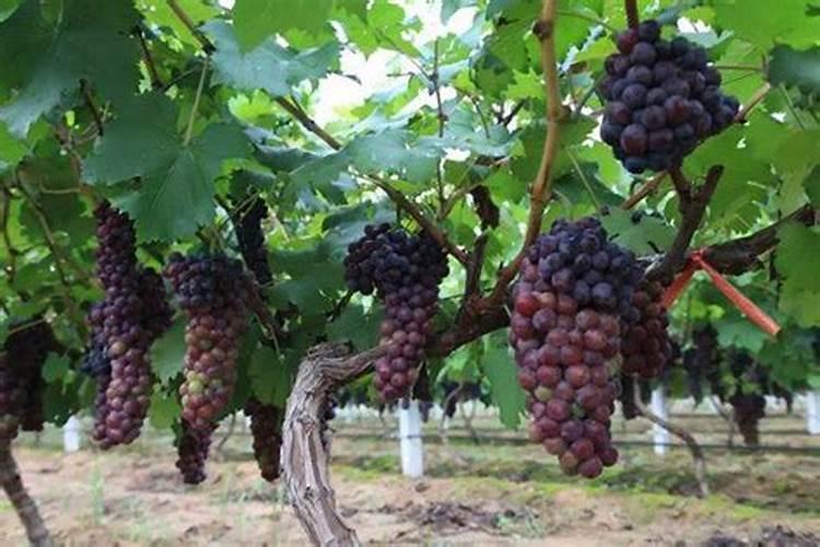 网葡萄苗怎么缓苗