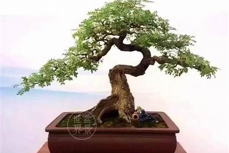 清香木施肥用什么肥料好 喜欢什么肥