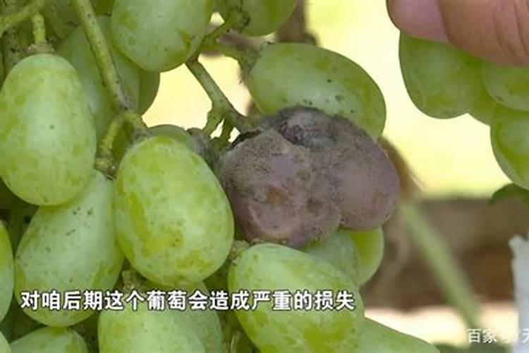 葡萄套袋后需要怎么管理？打什么药？谢谢
