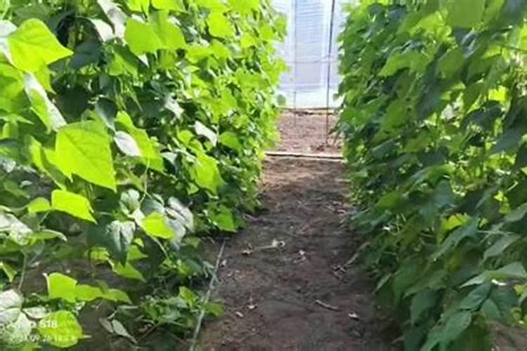 芸豆盛果期只追施三个20的水溶肥可以吗？