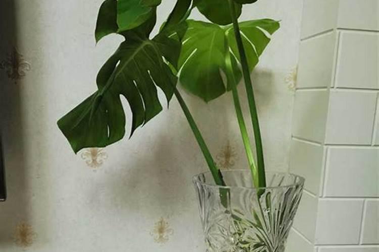 龟背竹花肥用什么合适,肥料制作与使用方法