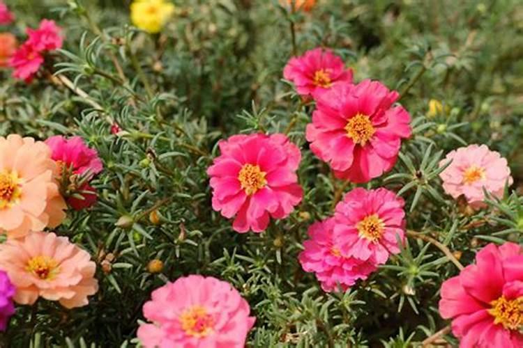 太阳花喜肥吗 喜欢施什么肥料