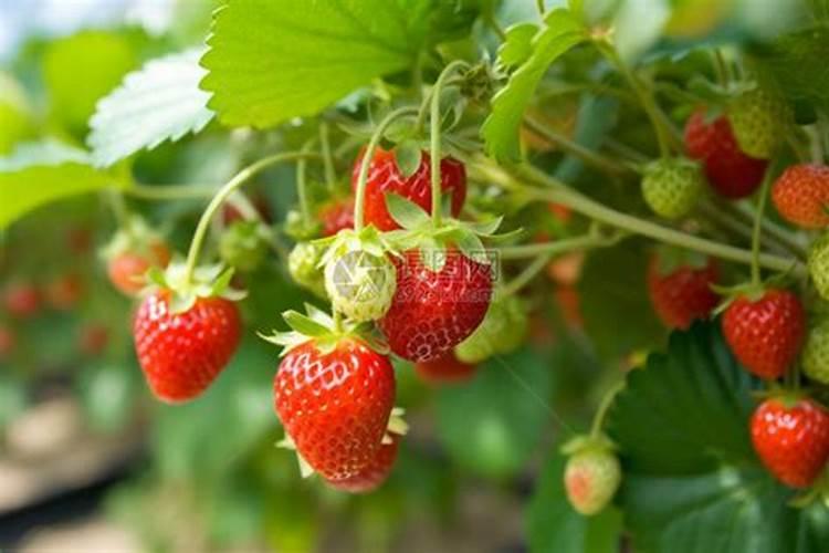 草莓碧护使用方法