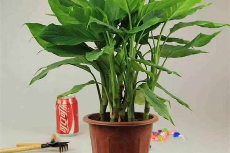 万年青的施肥方法