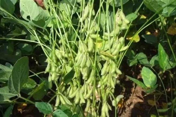 大豆结荚期用什么叶面肥