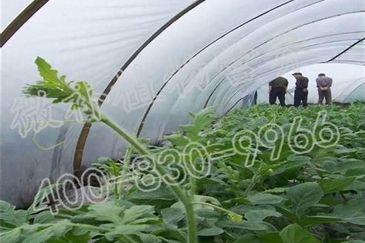 西瓜膨瓜期追肥过多会不会引起裂瓜