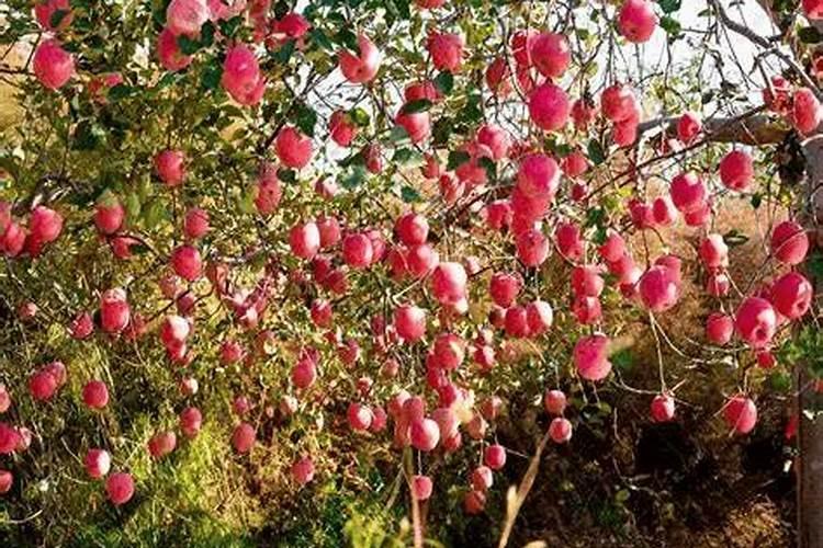 果树膨果肥要高钾吗