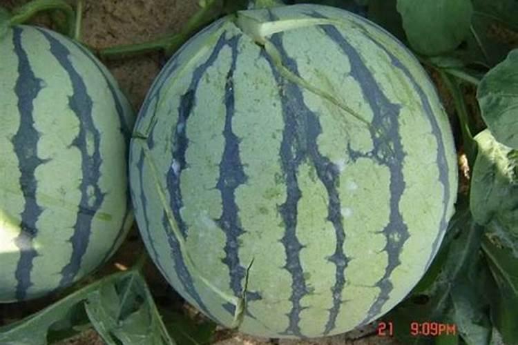 西瓜坐果后要施什么肥料