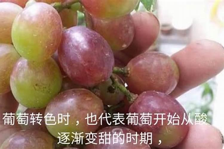 葡萄中后期如何施用钾肥