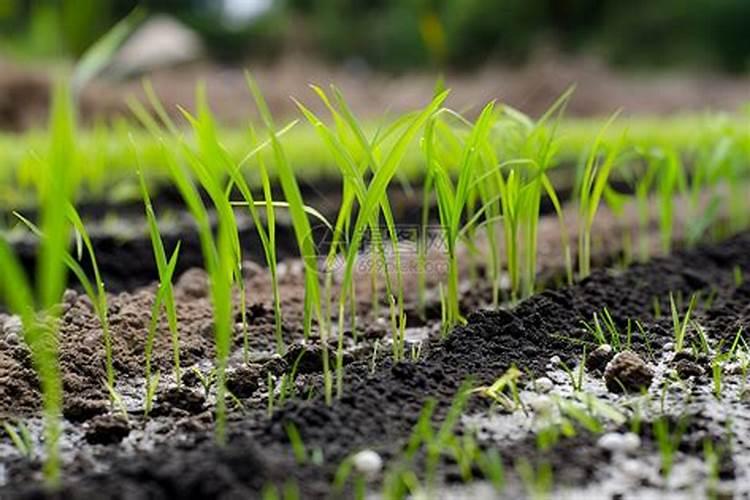 水稻防治第四遍是什么时间？