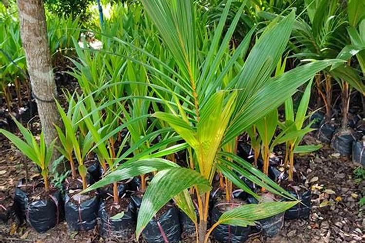椰子树用什么肥料最好