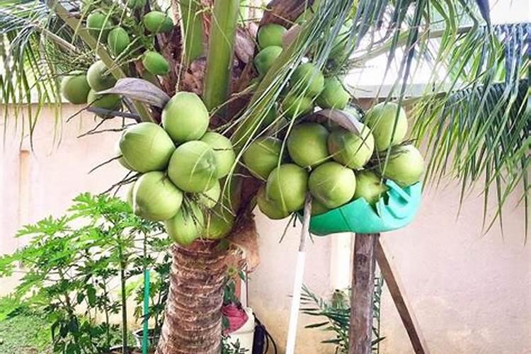 如何培育椰子苗？