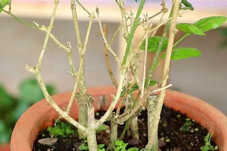 茉莉花花期可以喷洒叶面肥和防止虫害的药吗