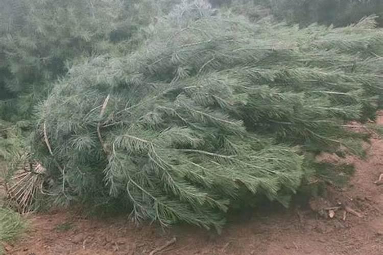 白皮松树叶发黄而死是什么原因