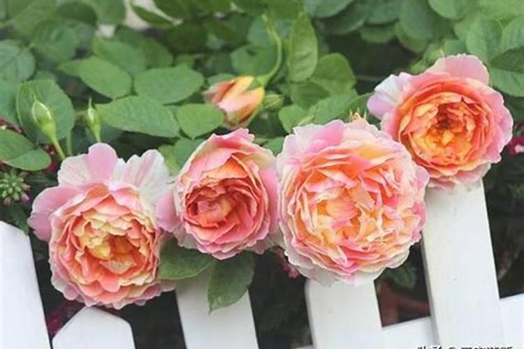 阳台系列月季使用哪种氮肥？