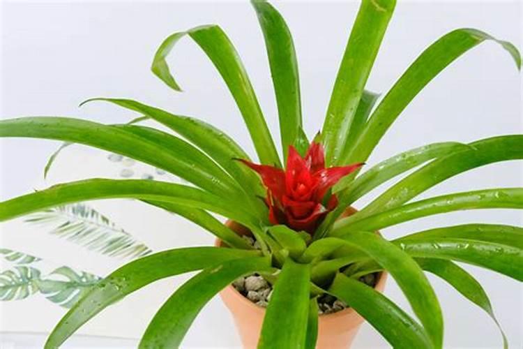 鸿运当头当头怎样催花