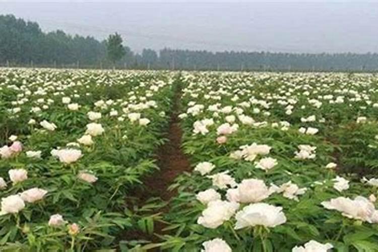 芍药种多久才会开花 芍药不开花怎么办？