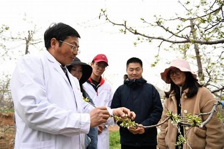 苹果树春季用什么化肥好