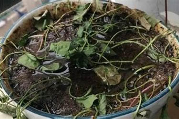 山茶花的叶子发黄是什么原因 山茶花的叶子发黄怎么补救