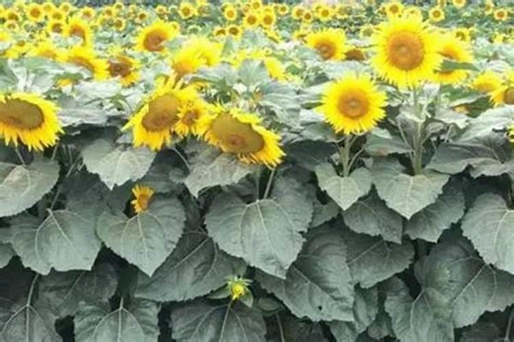 油葵几叶期施肥最好