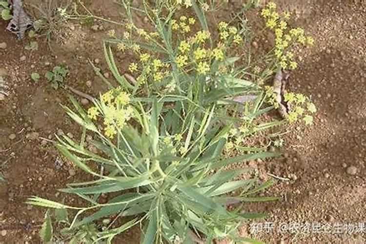 柴胡壮根壮苗的管理要点和增收的管理要点