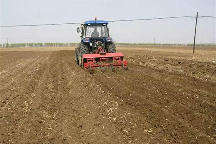 桃树用什么肥料好