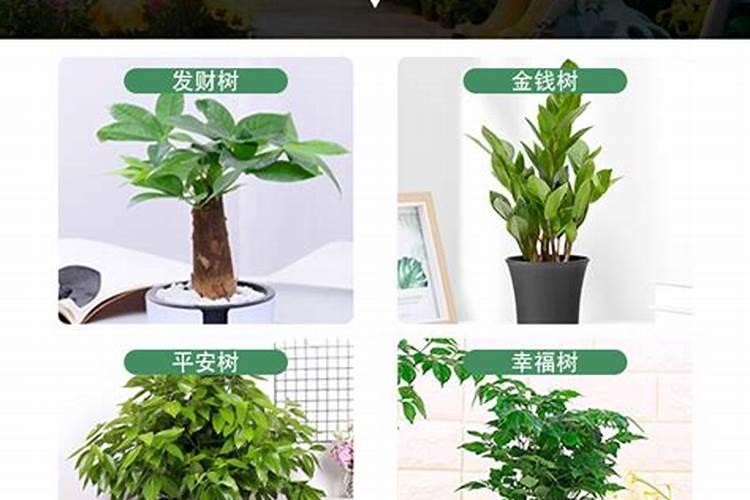 尿素可以浇哪些花