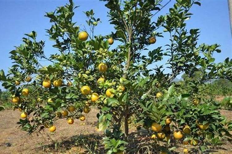 柑橘采收后喷什么叶面肥好？