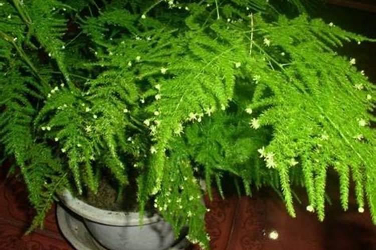 文竹叶子发黄干枯怎么处理