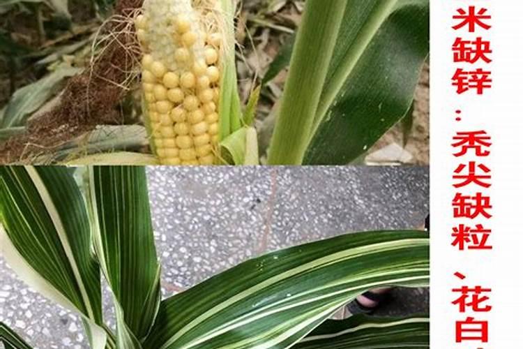 种花草要下什么肥料