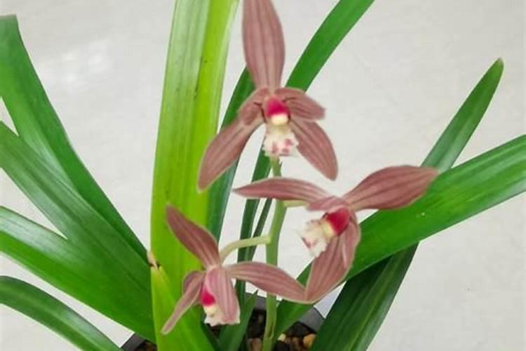 兰花施什么肥最好