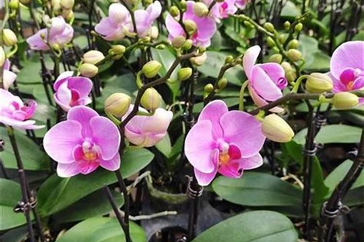 蝴蝶兰换盆后怎么施肥