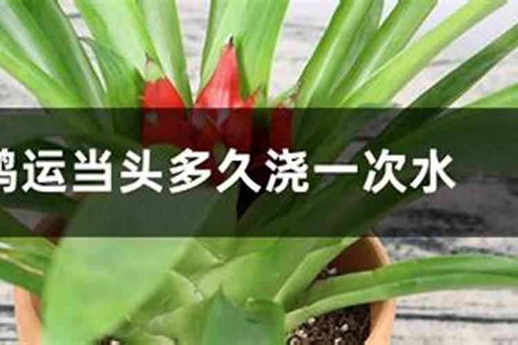 鸿运当头怎么施肥