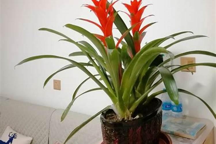 鸿运当头要多久施肥