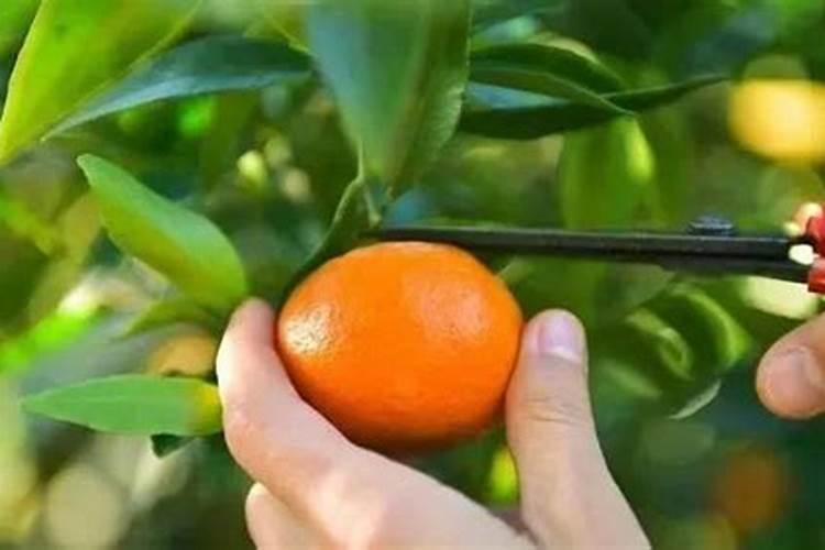 一棵果树施磷肥最简单三个步骤